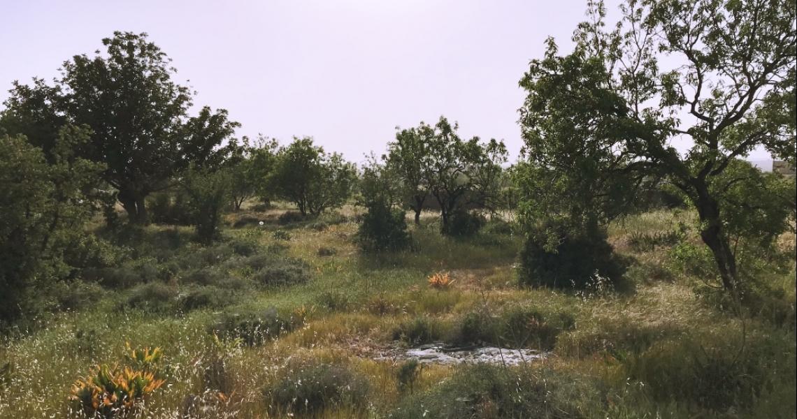 Large plot with sea views — photo 9 of 9