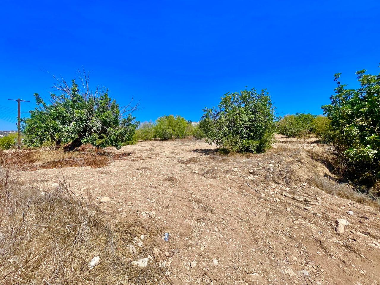Plot with Trees and Building Potential — photo 2