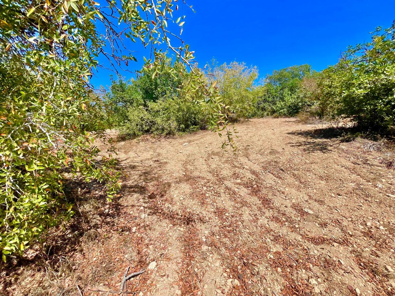 Plot with Trees and Building Potential — Paphos