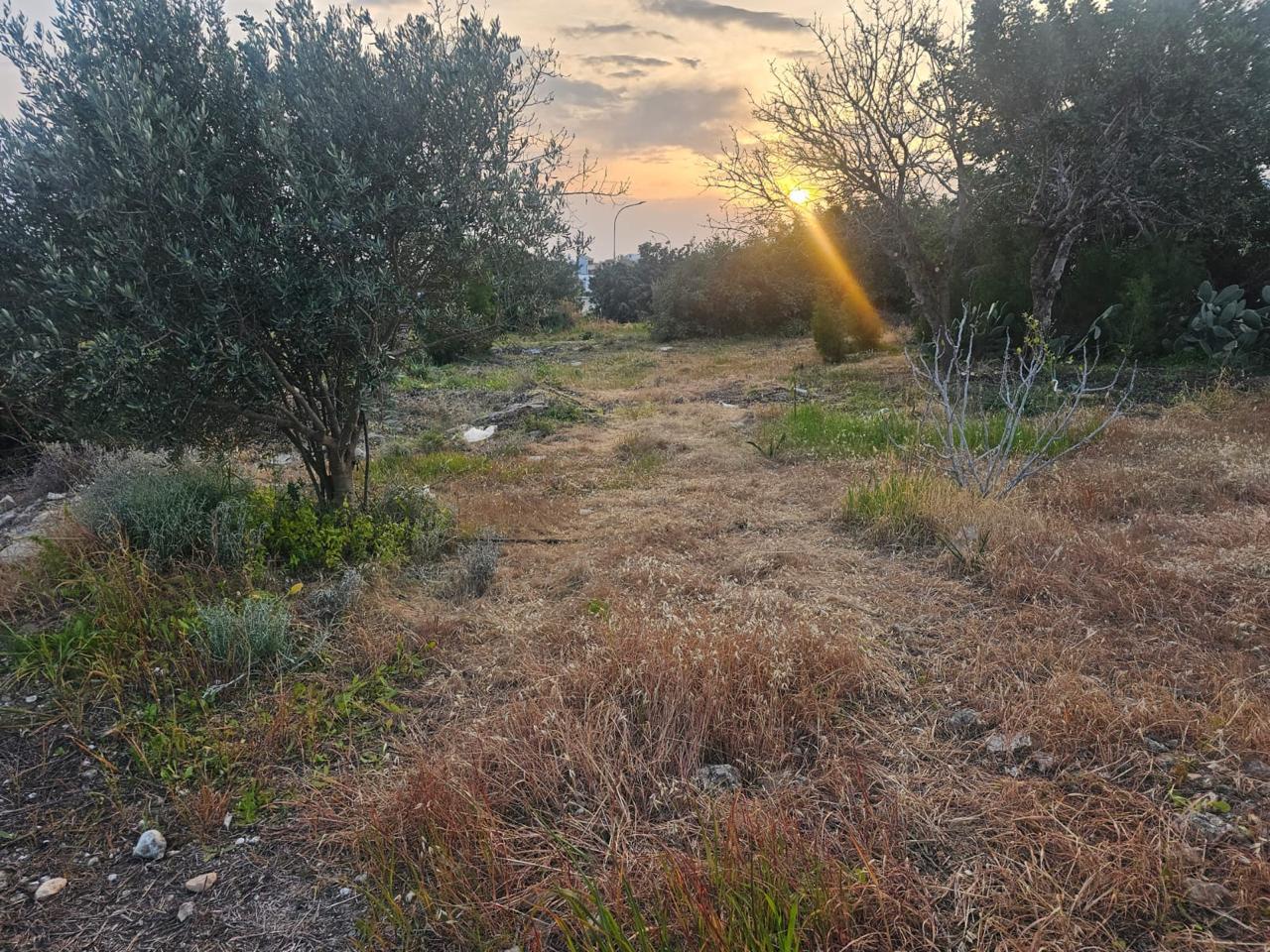 Plot of land with mature trees in residential zone Ka8 — Paphos