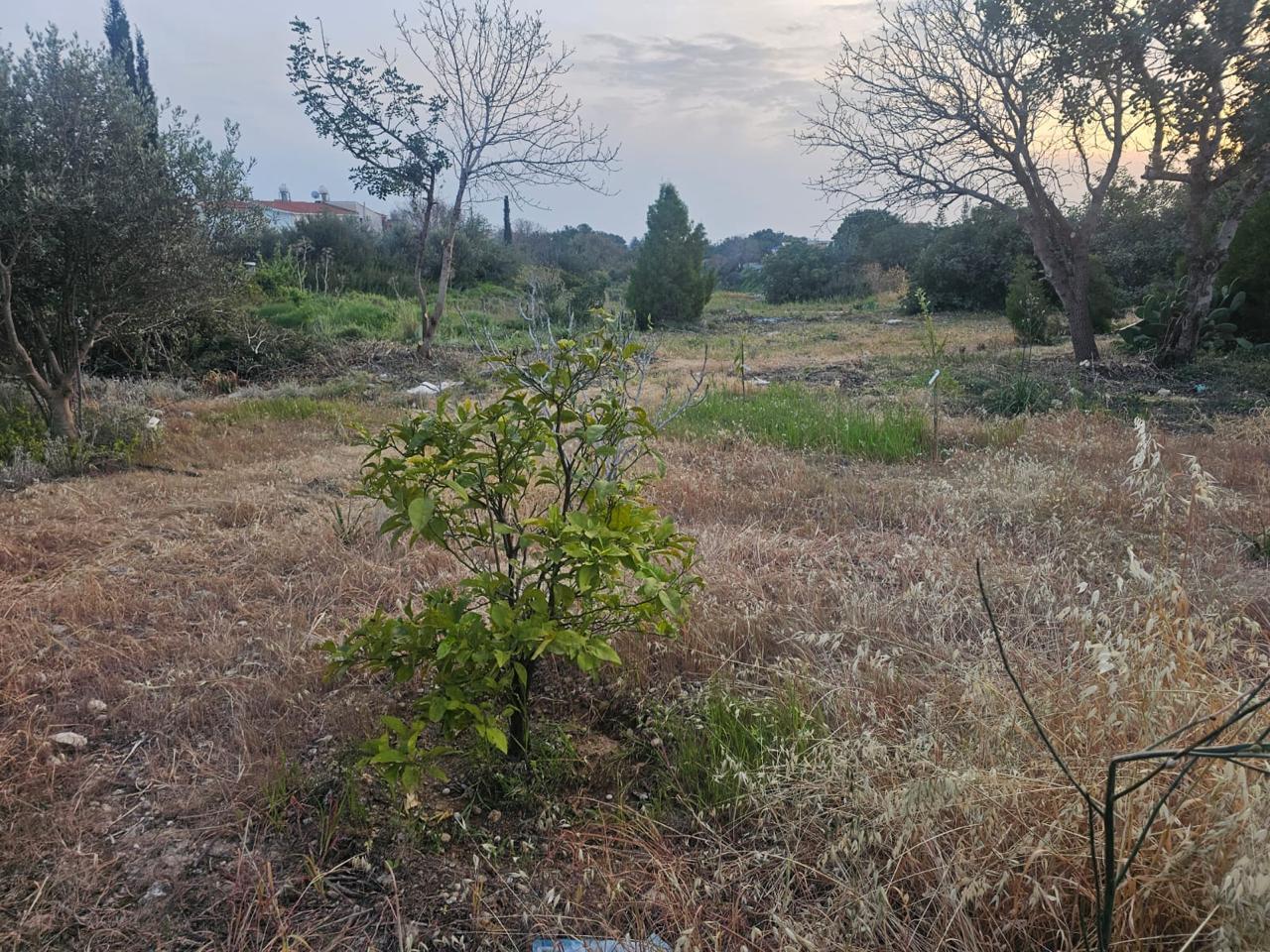 Plot of land with mature trees in residential zone Ka8 — photo 3
